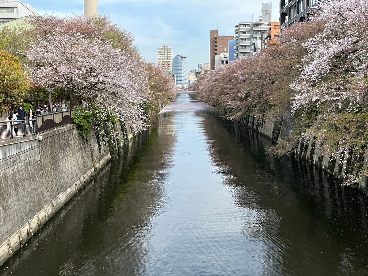 🌸 나카메구로 공원(나카메구로 코엔) 이미지 4